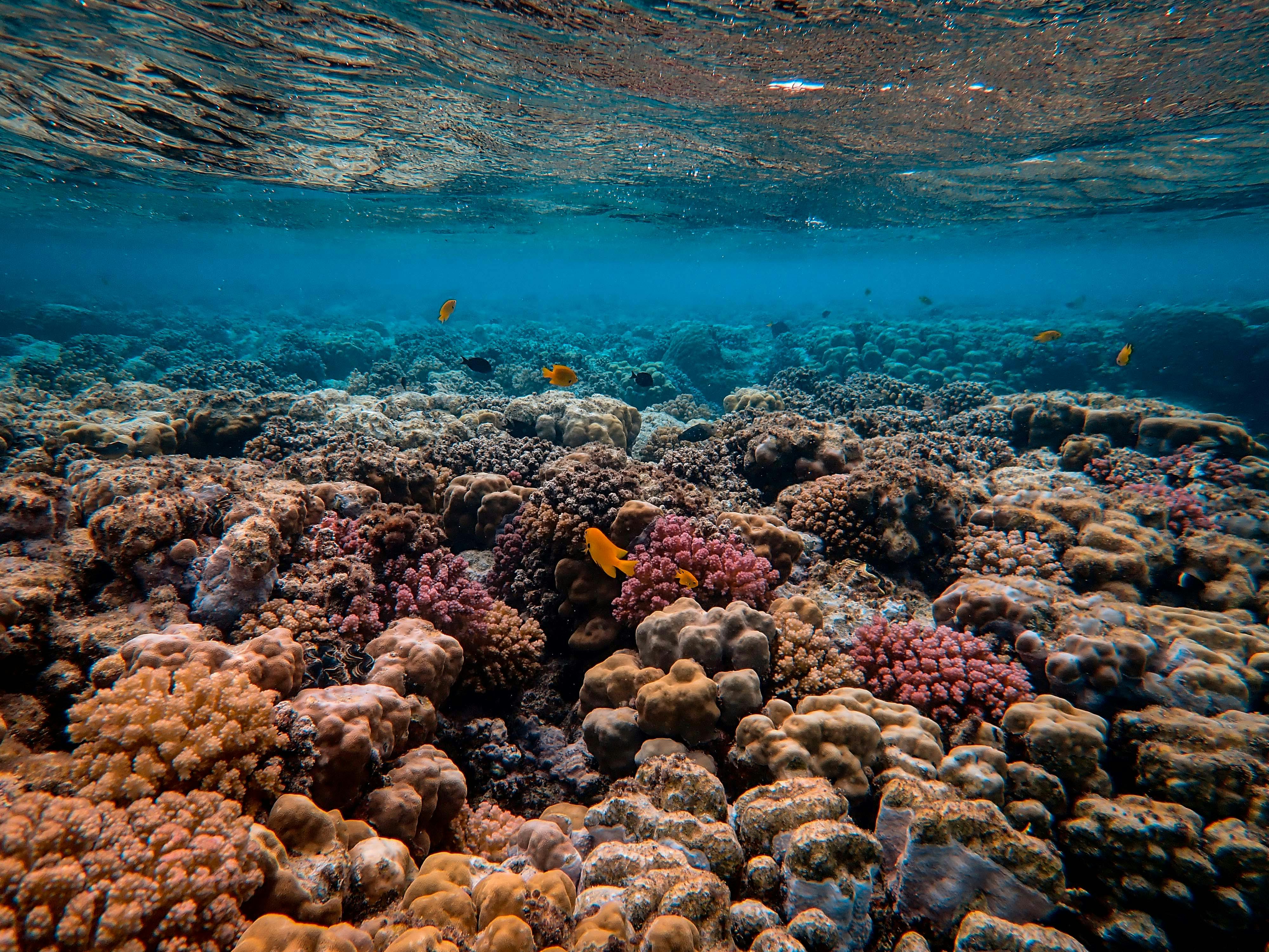 coral_reefs