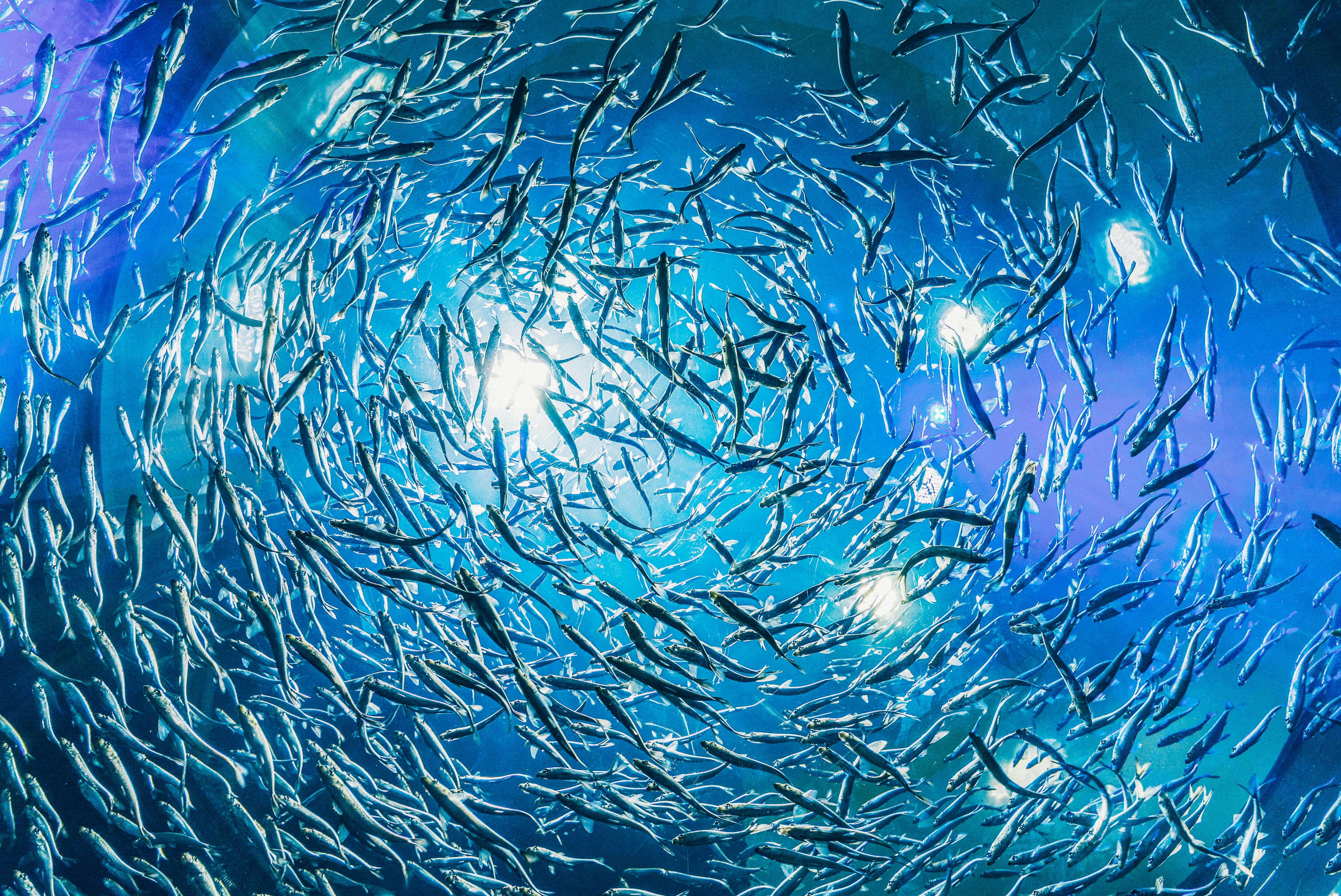 coral_reefs